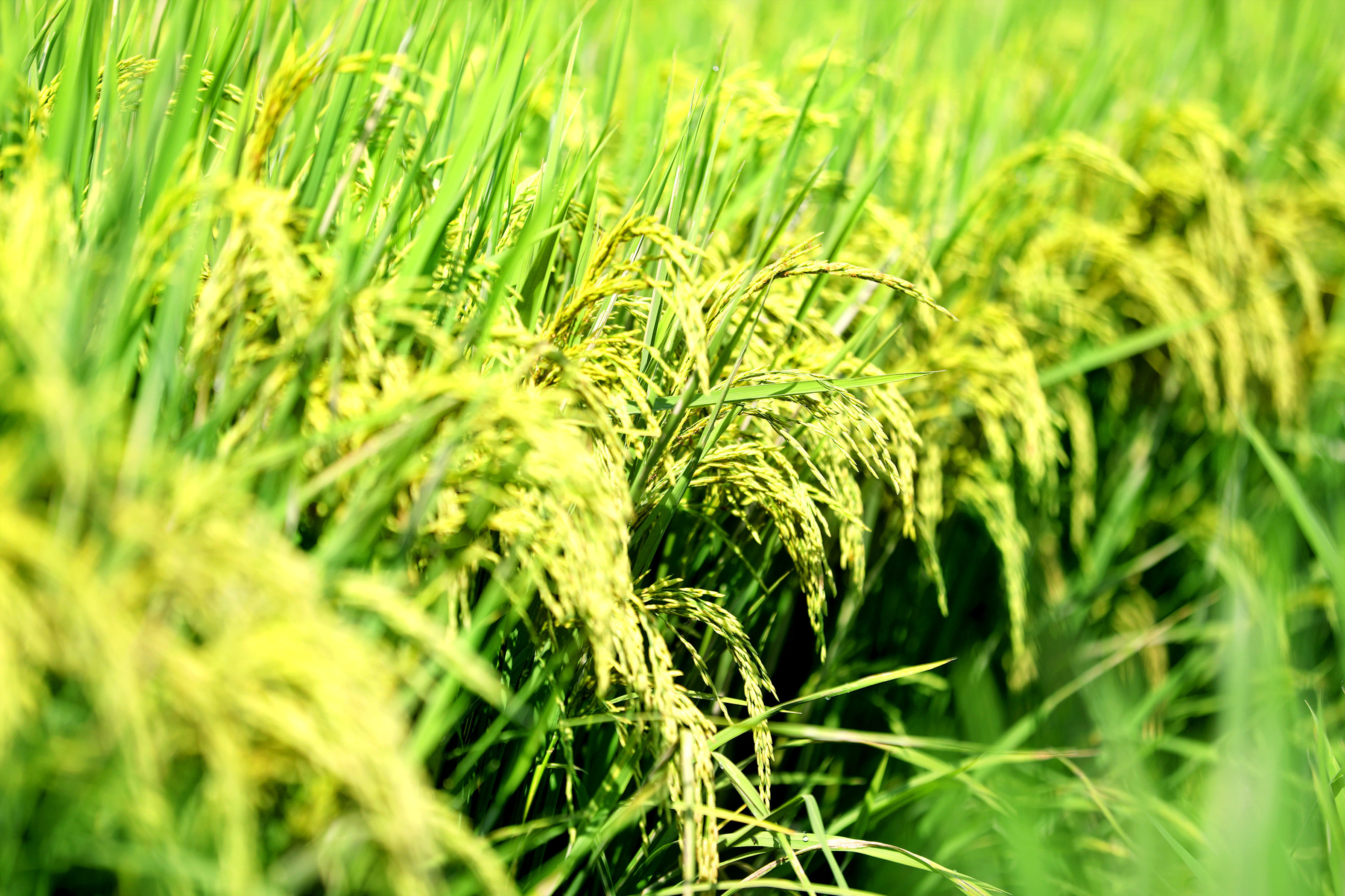 水稻进入抽穗阶段