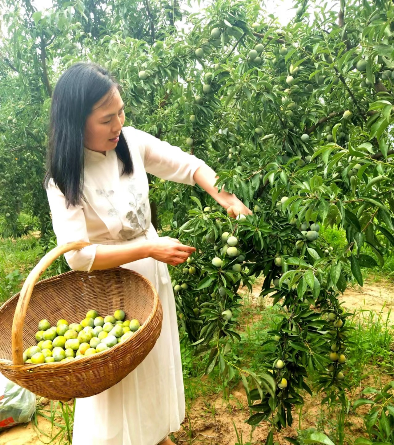 游客采摘青脆李 黄丽 摄