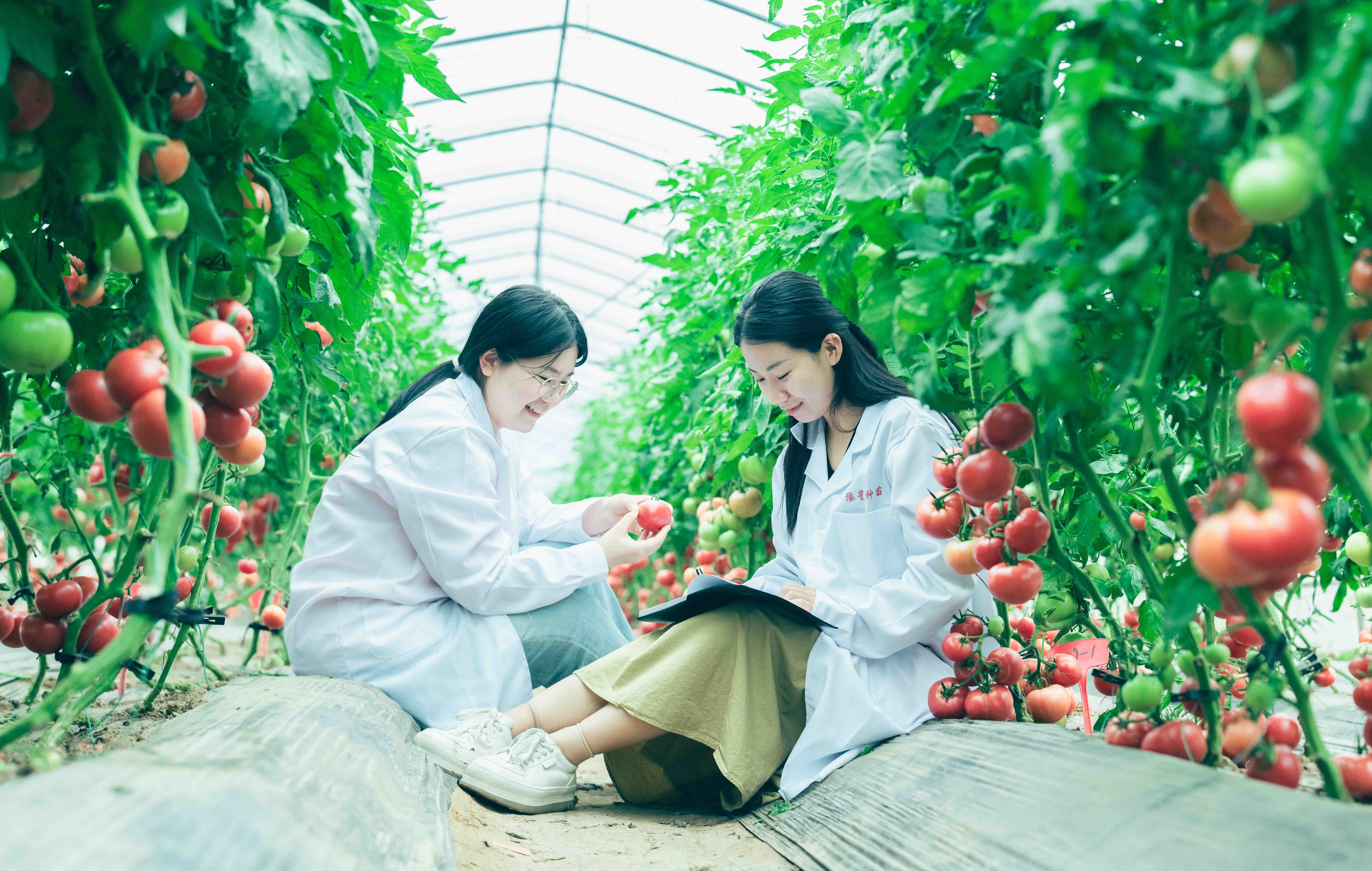 技术人员正在对番茄结果情况进行统计 宋福星 摄