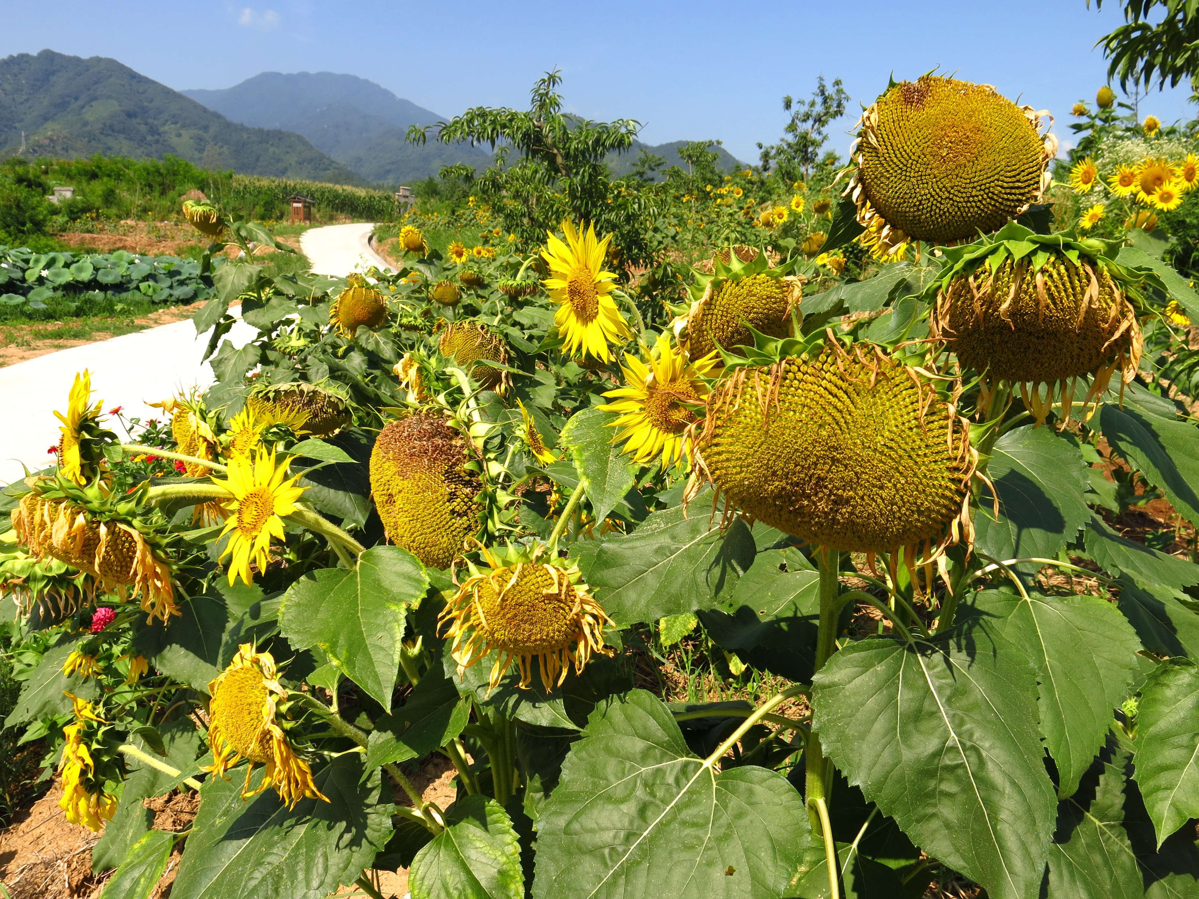 发展富硒油葵150余亩