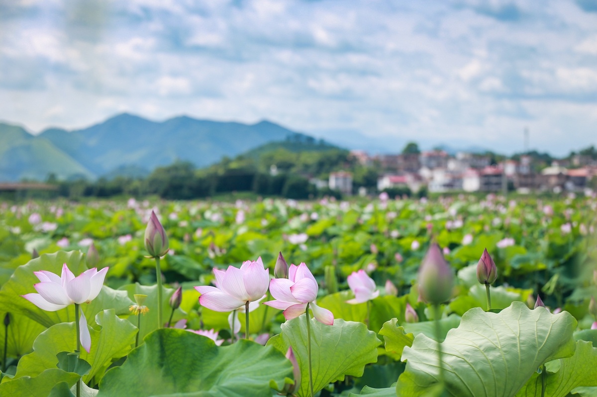 湖南蓝山：荷花绽放乡村美