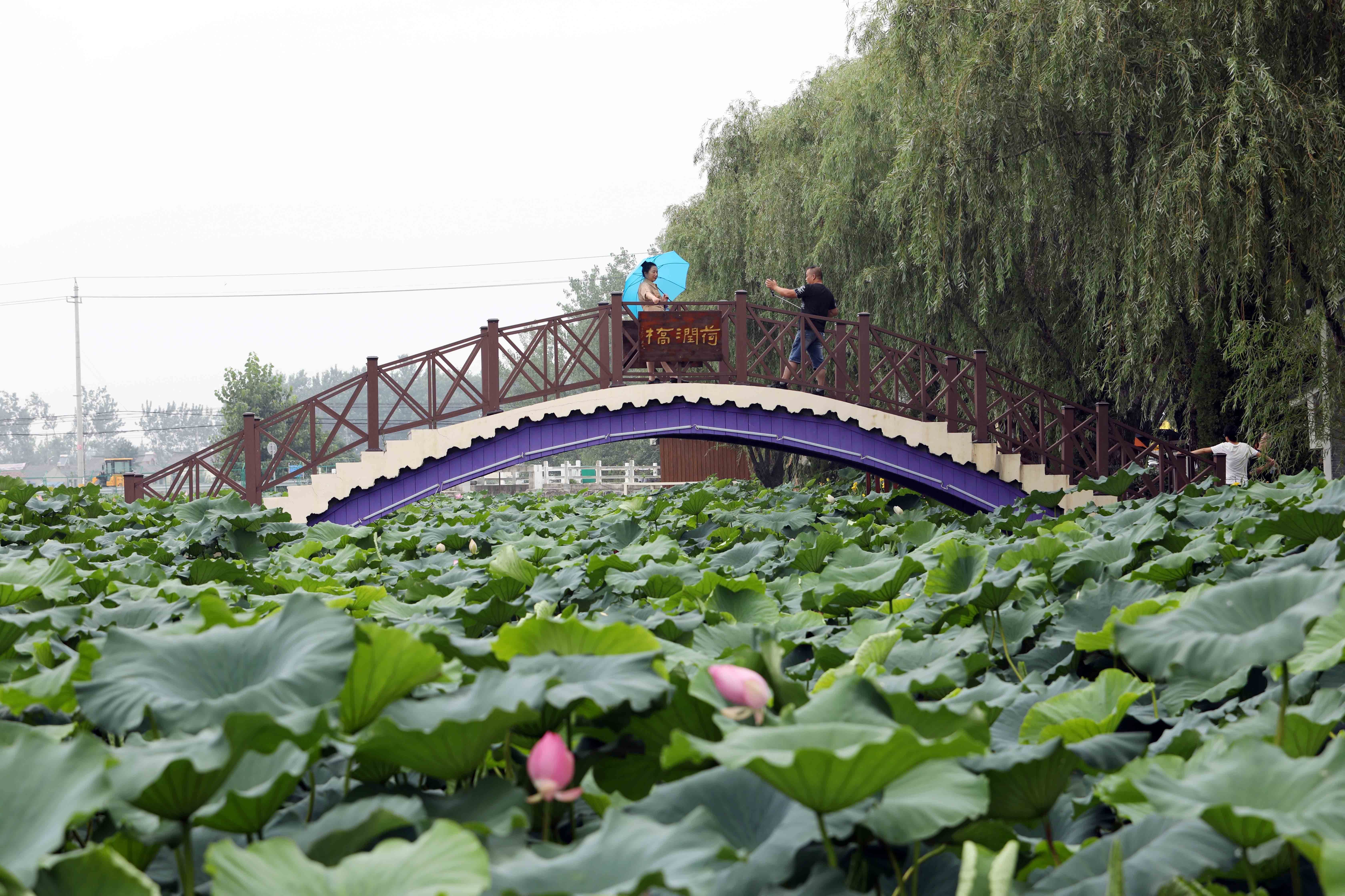 醉美扬州丨宝应射阳湖念好水字诀万亩莲花香