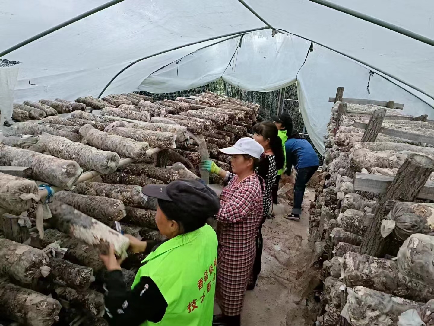 工作人员正在整理菌棒。