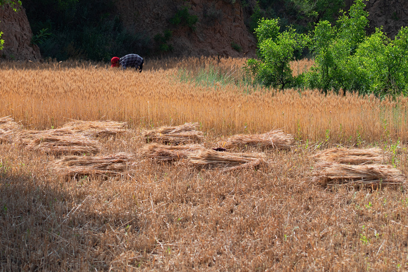 用镰刀割麦，是中国沿袭几千年的传统，在逐步实现农业机械化的今天，已渐渐地退出人们视野。但在一些交通不便的偏远地区，仍能看到传统的手工割麦场景。2021年7月13日，在河南省三门峡市灵宝市五亩乡台头村，金黄色的麦田里，农民正在挥镰割麦。 郭作民 摄