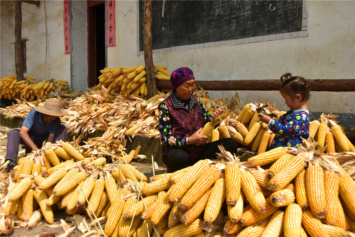 图为重庆市巫山县金坪乡连山村村民晾晒玉米。摄影：王忠虎