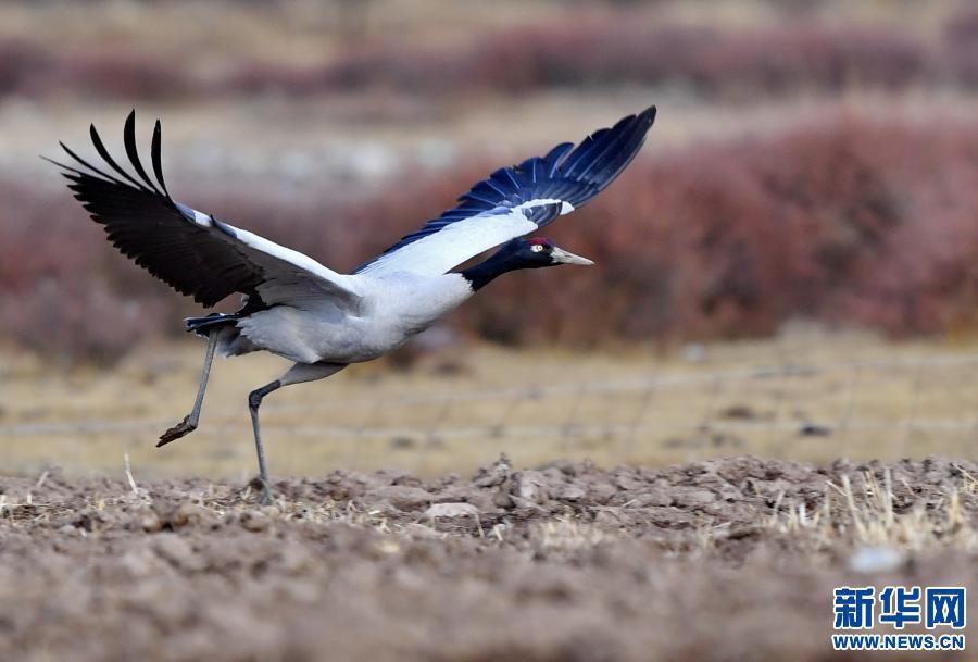 图为一只黑颈鹤在林周县的农田里起飞。 新华社记者 张汝锋 摄