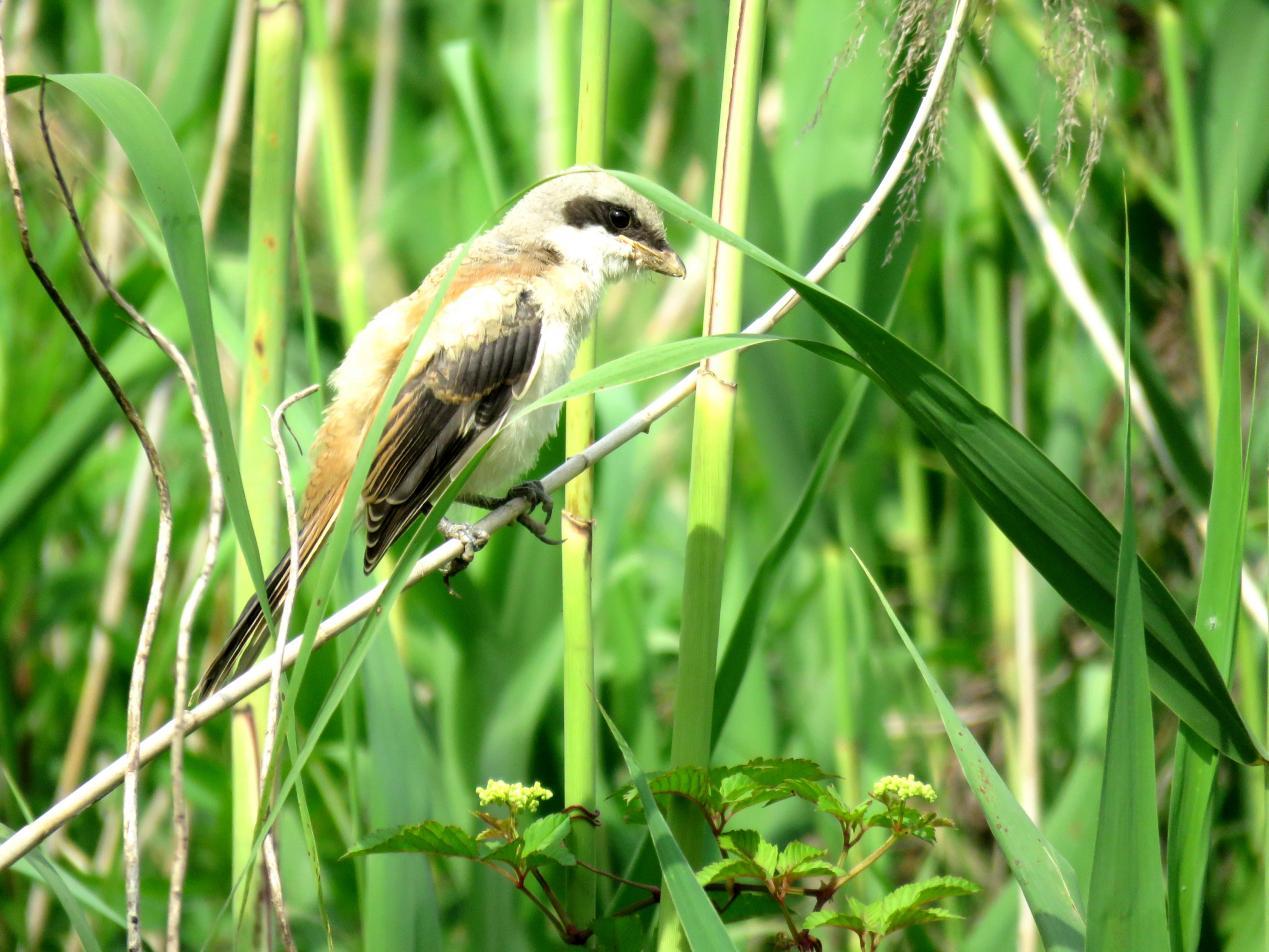 上海闵行在光华湖畔探寻这群精灵的生态乐园