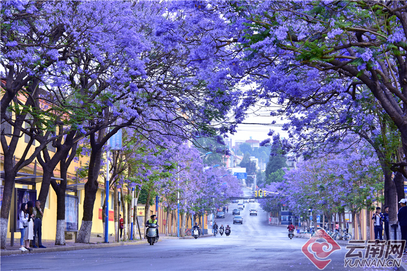云南省文化和旅游厅