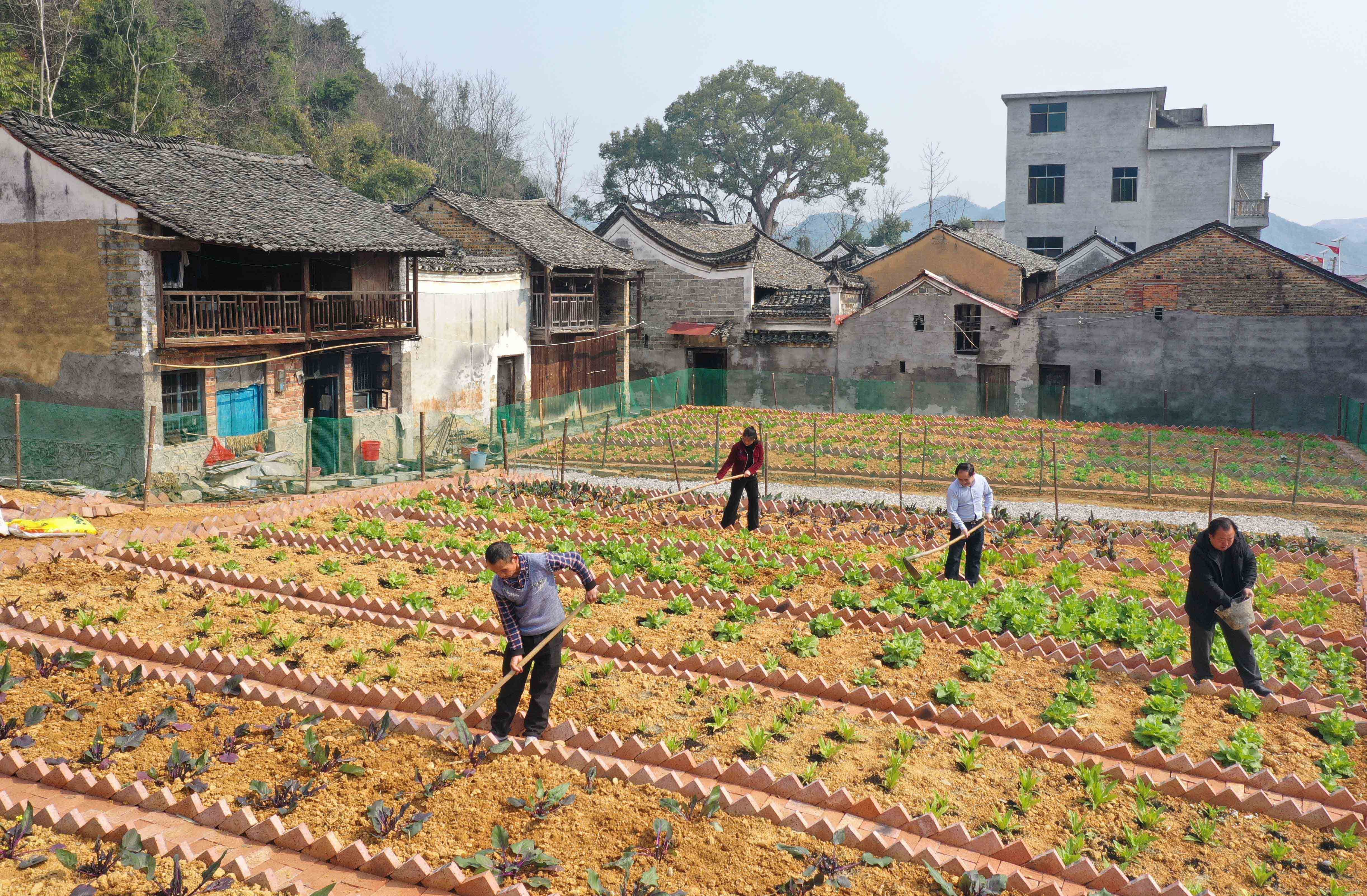 2022年2月28日，在湖南省道县仙子脚镇黄田岗村，村民在“微菜园”里劳作。