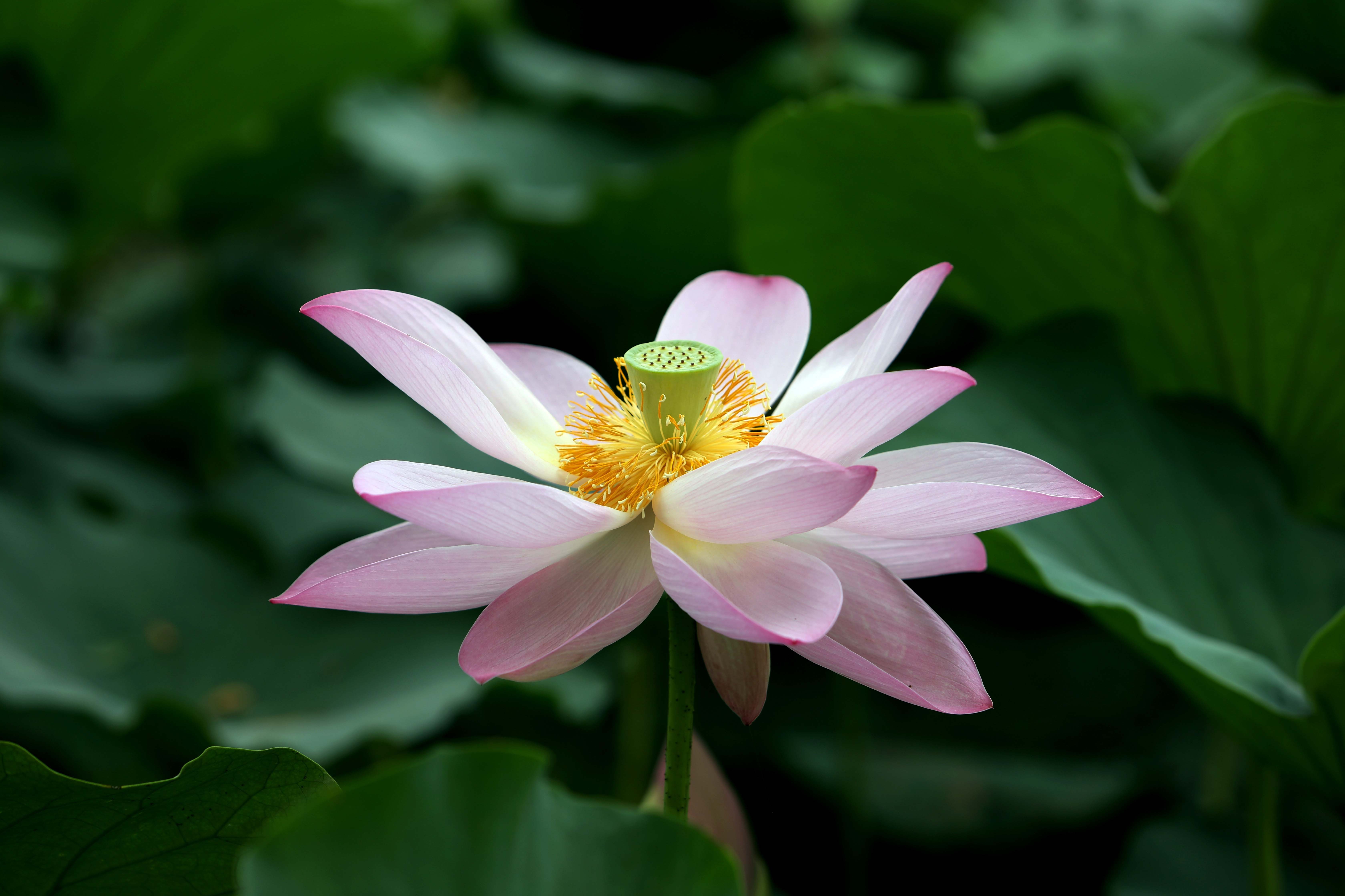 醉美扬州丨宝应射阳湖念好水字诀万亩莲花香