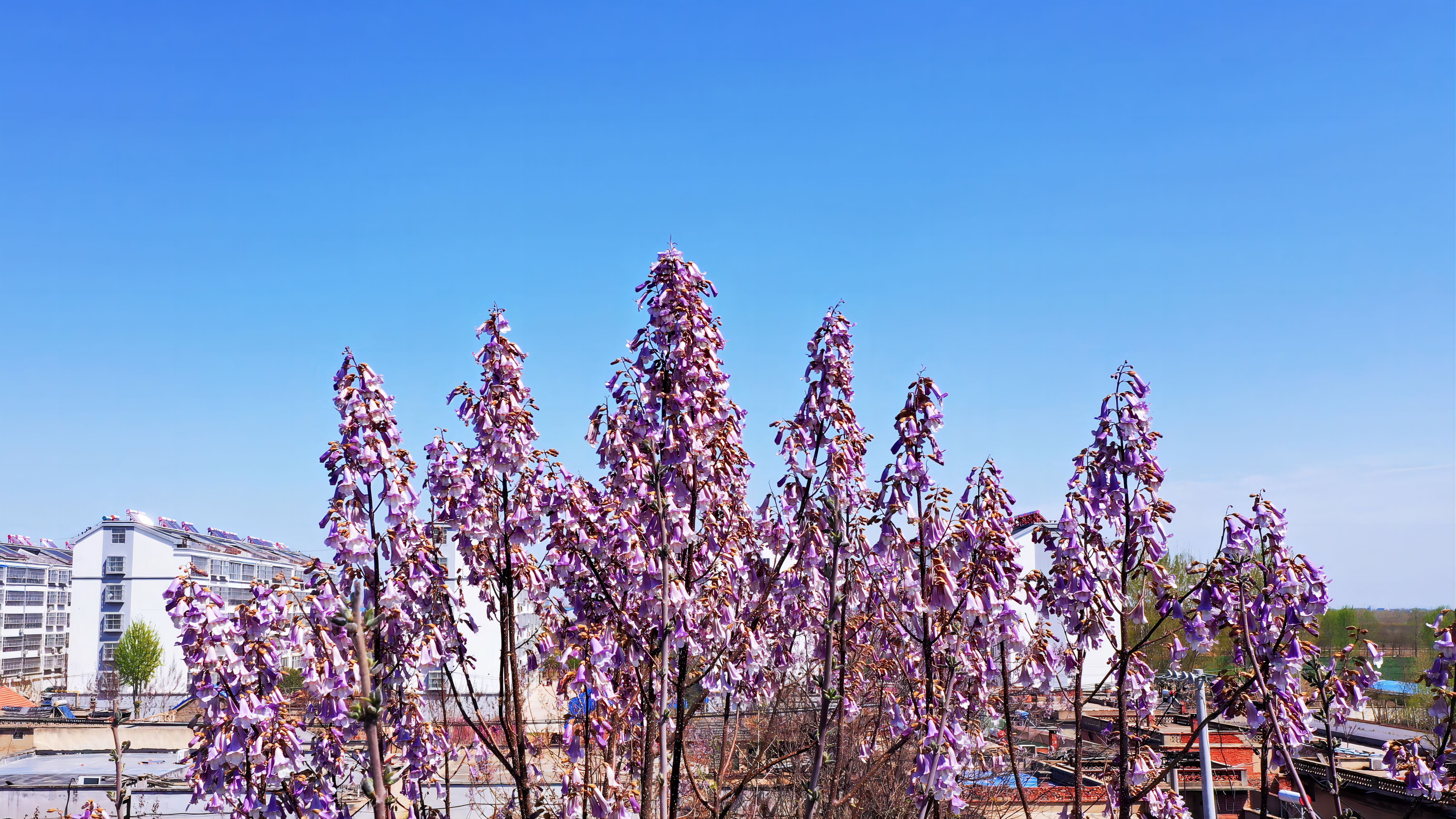 盛开的梧桐花像一串串紫色的风铃，摇曳在春风中。
