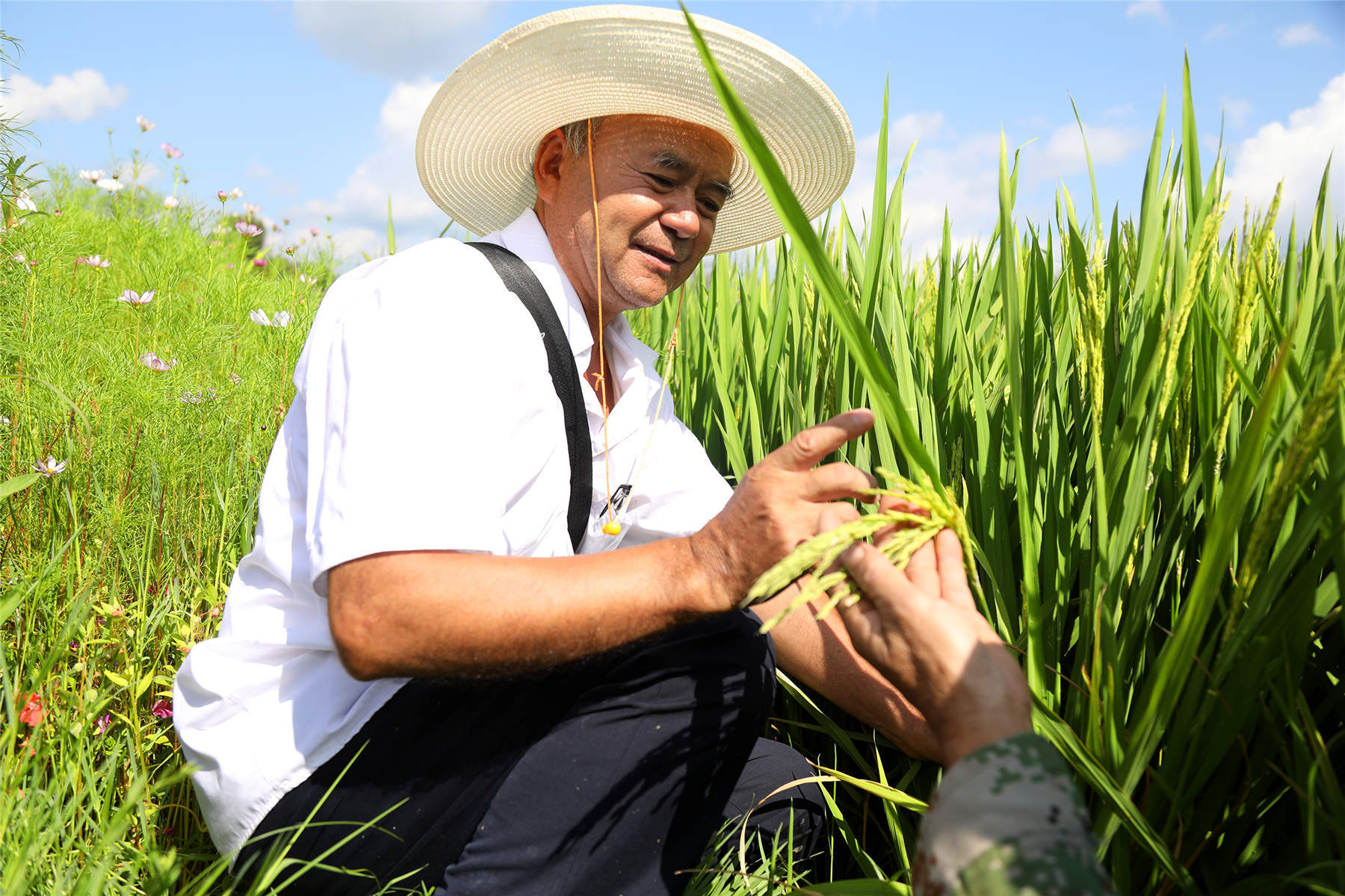 农技人员在观察水稻长势