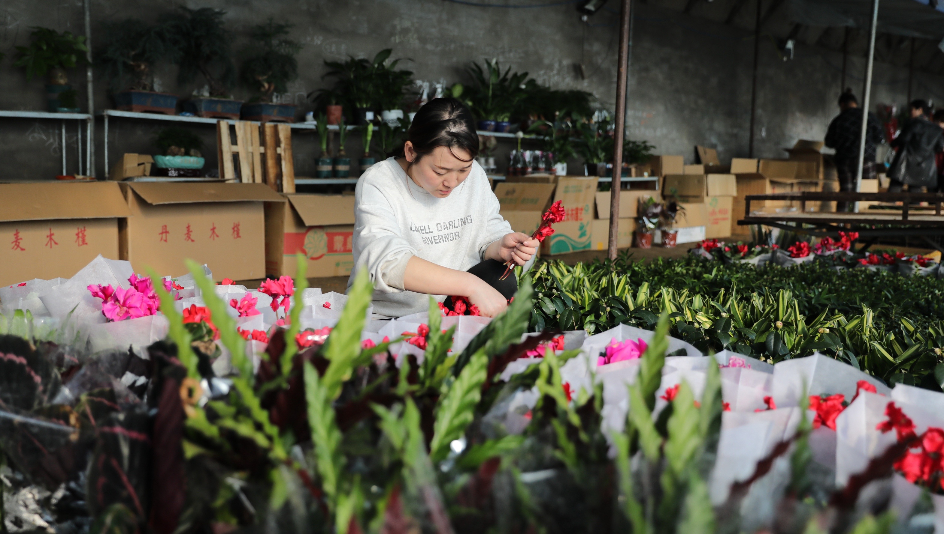 河北沧州河间市：特色种植助农增收