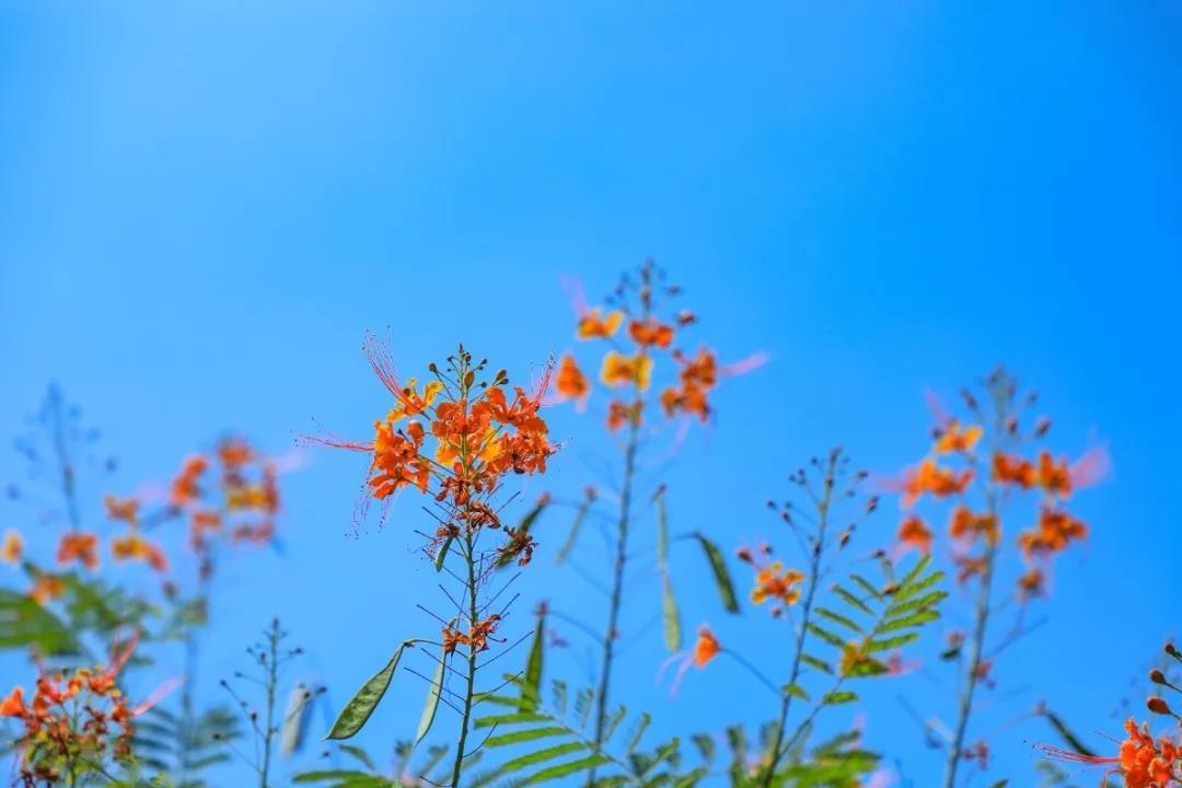 大美深圳 深圳 在南国冬日遇见大美宝安