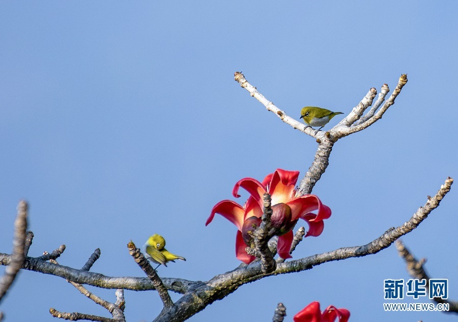 保山市隆阳区，两只小鸟停留在木棉树枝头，鸟儿绿色的羽毛与木棉红色的花朵相映成趣（摄于2月27日）。新华网发（郭康/摄）