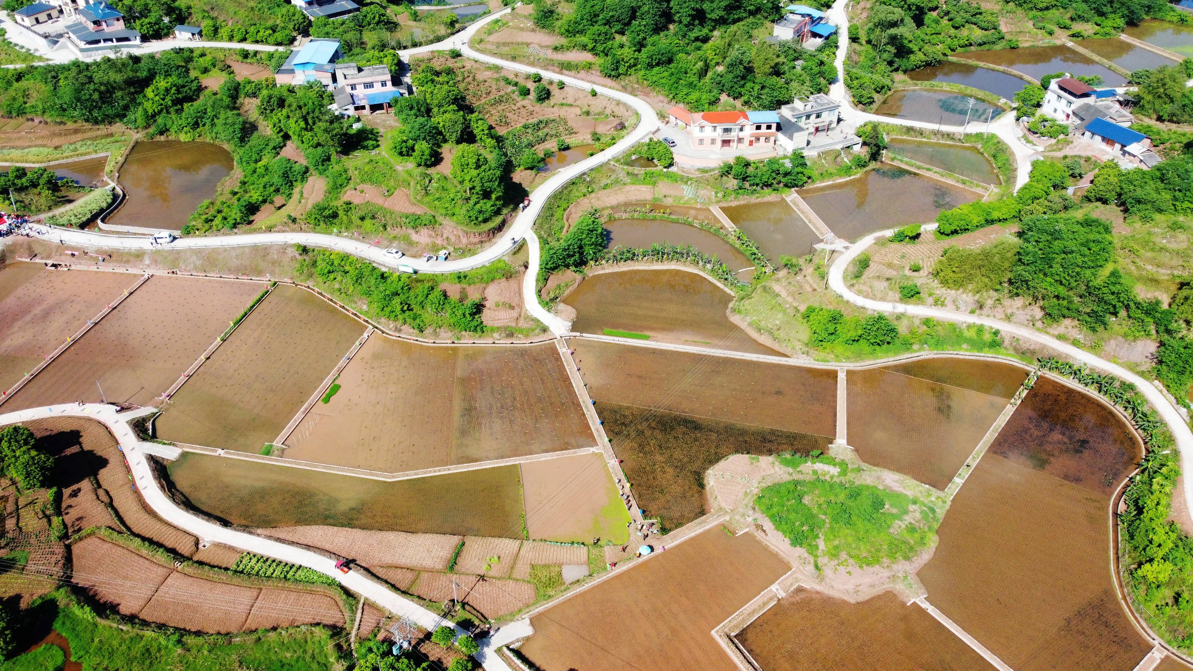 四川泸州龙马潭区：高标准农田插秧忙