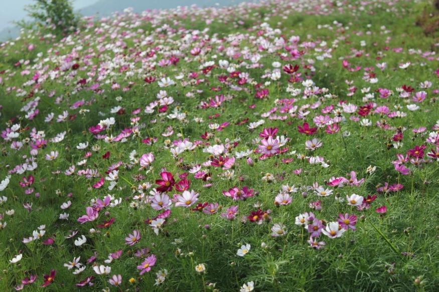 登山旅游环线的300亩格桑花海