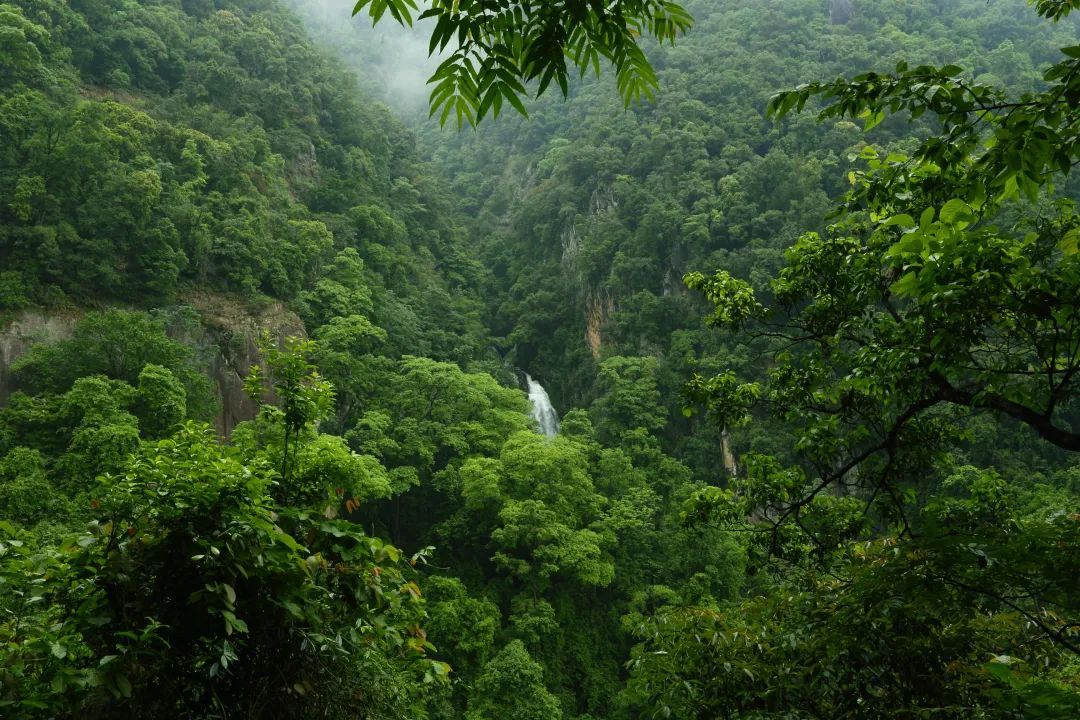 高黎贡山原始森林 周灿 摄