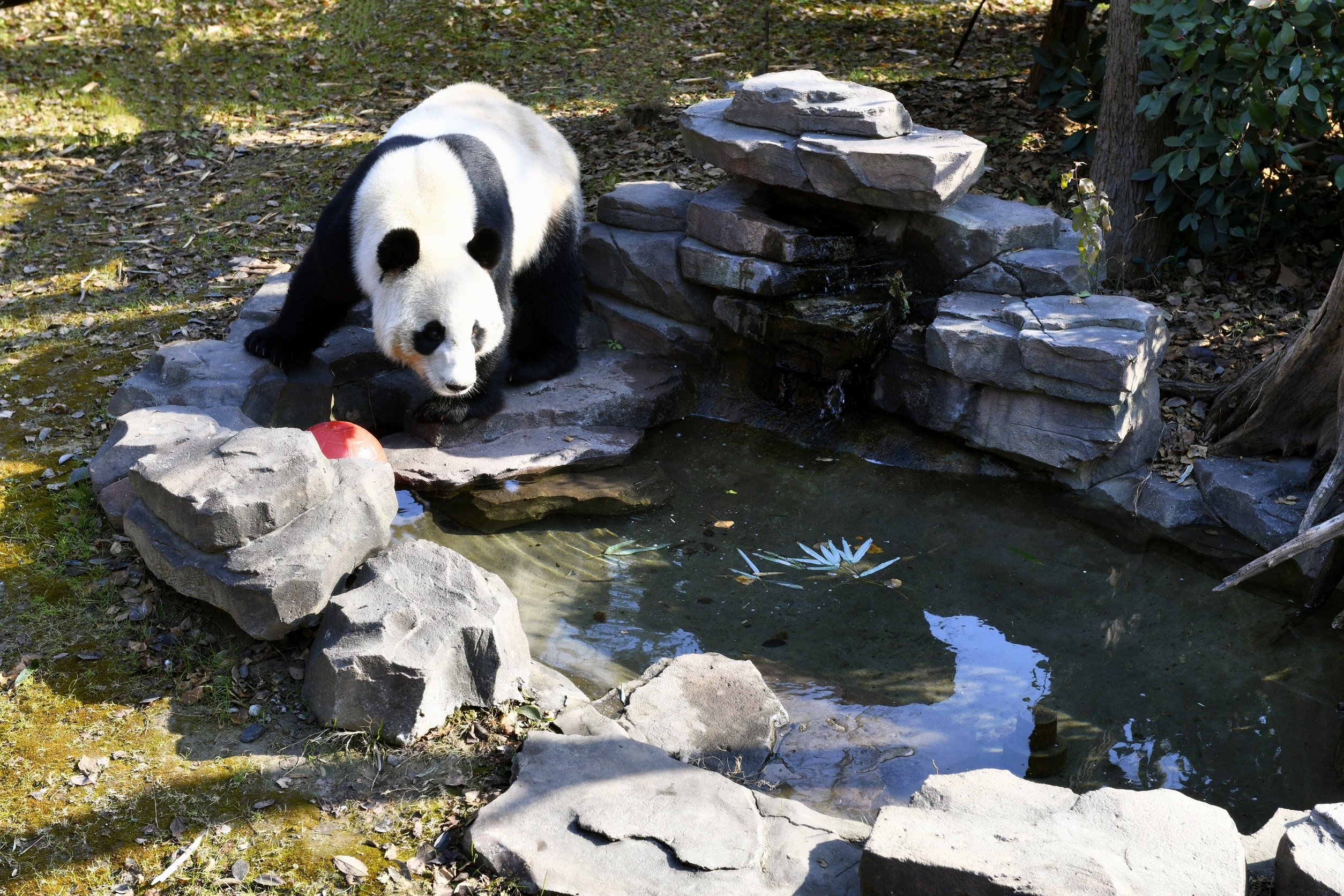 江苏扬州茱萸湾动物园:大熊猫乐享冬日暖阳