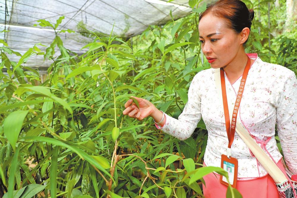 西双版纳植物园一角