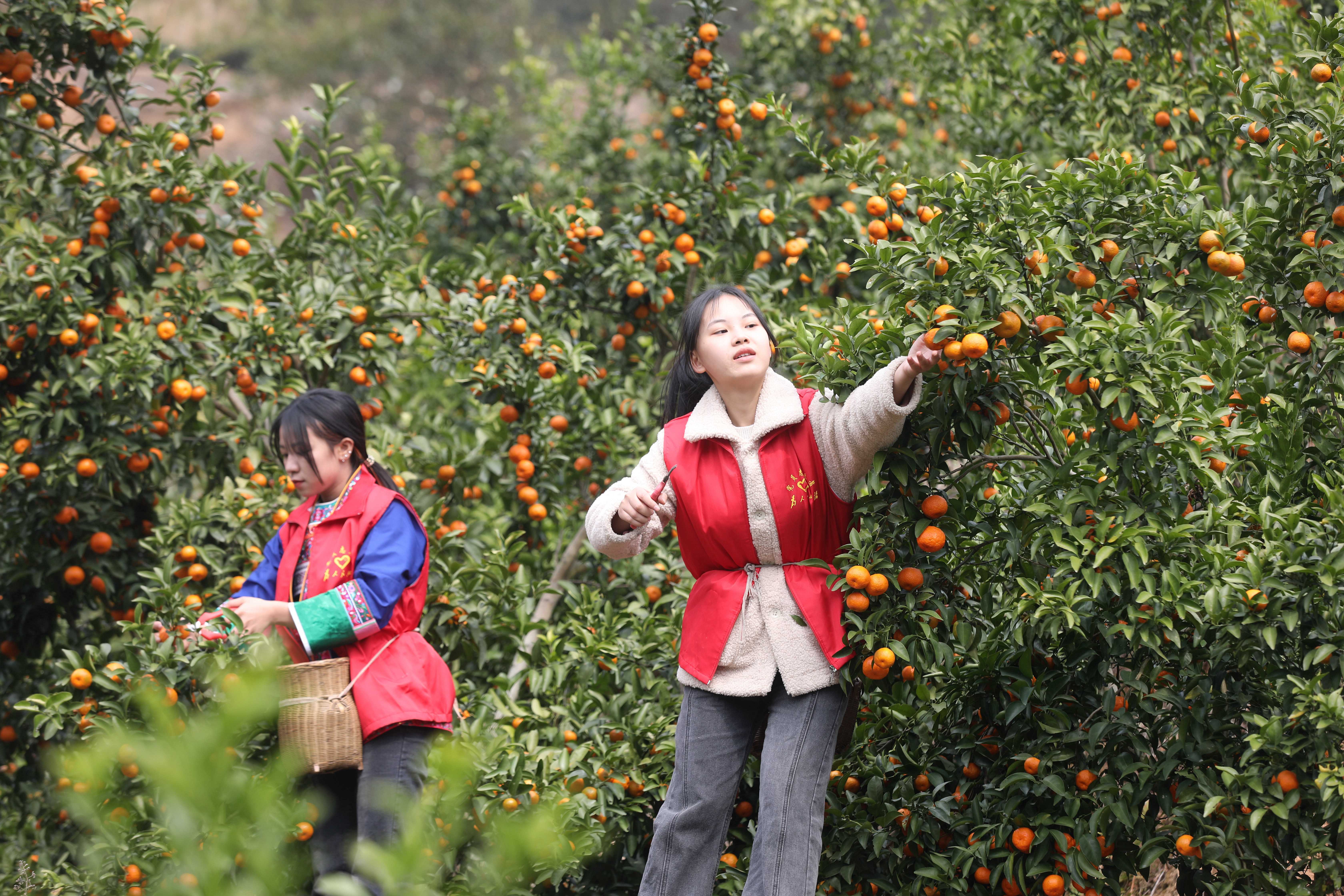 广西三江：果园闪动“志愿红”