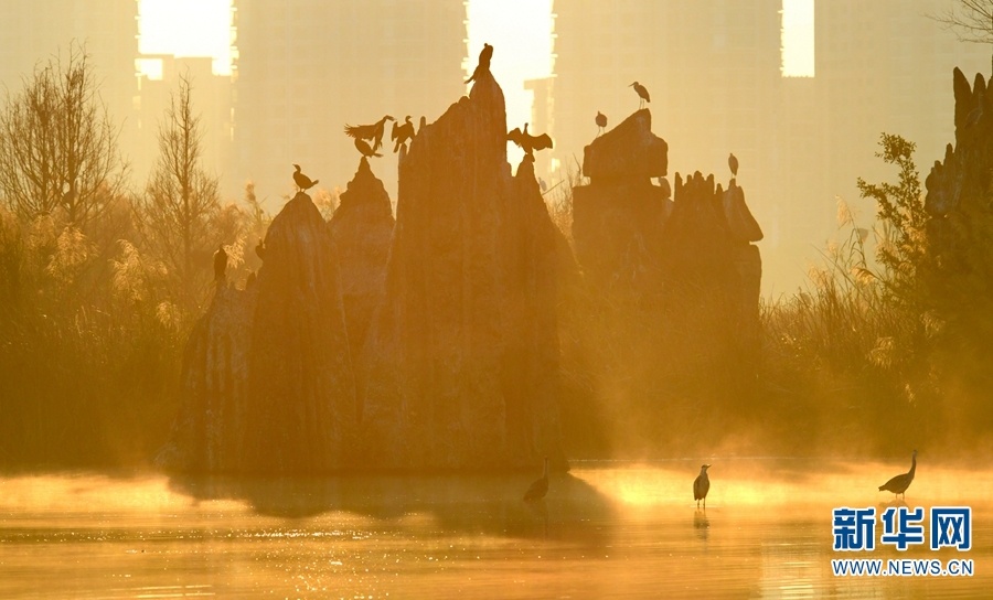 红河州弥勒市湖泉生态园内，成群的水鸟沐浴在晨光里（摄于2月16日）。新华网发（普佳勇 摄）