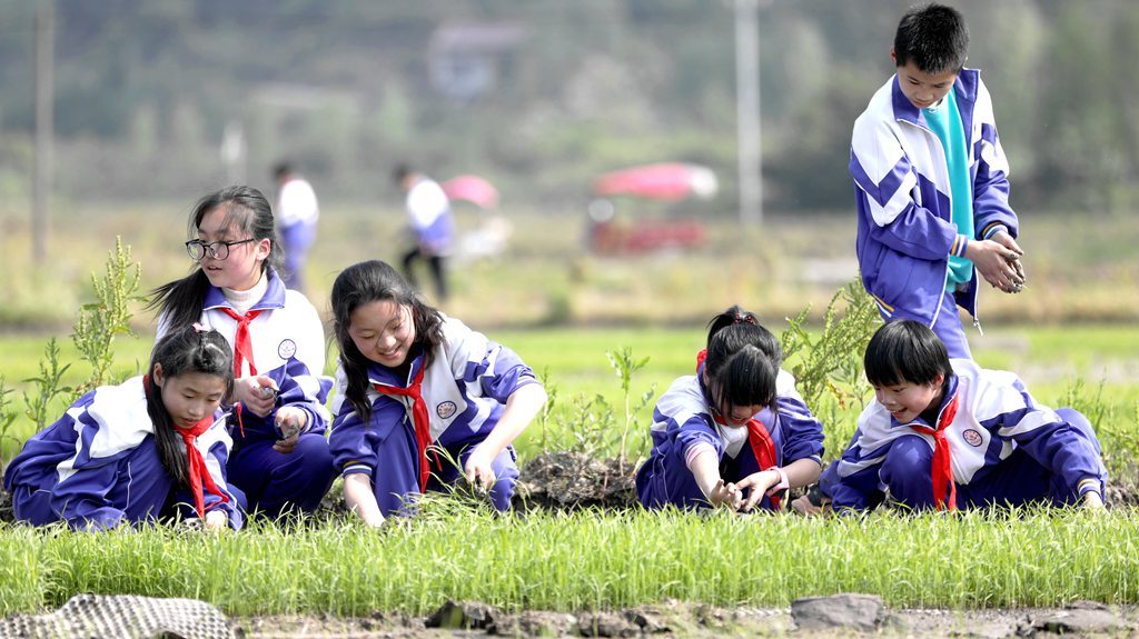 江西分宜：谷雨时节学农事