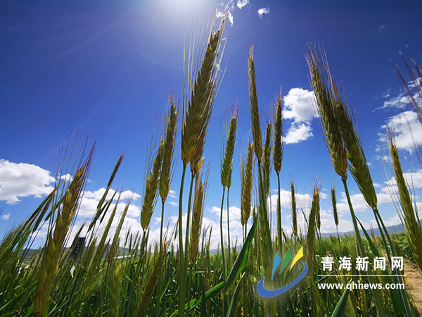 地方学习平台