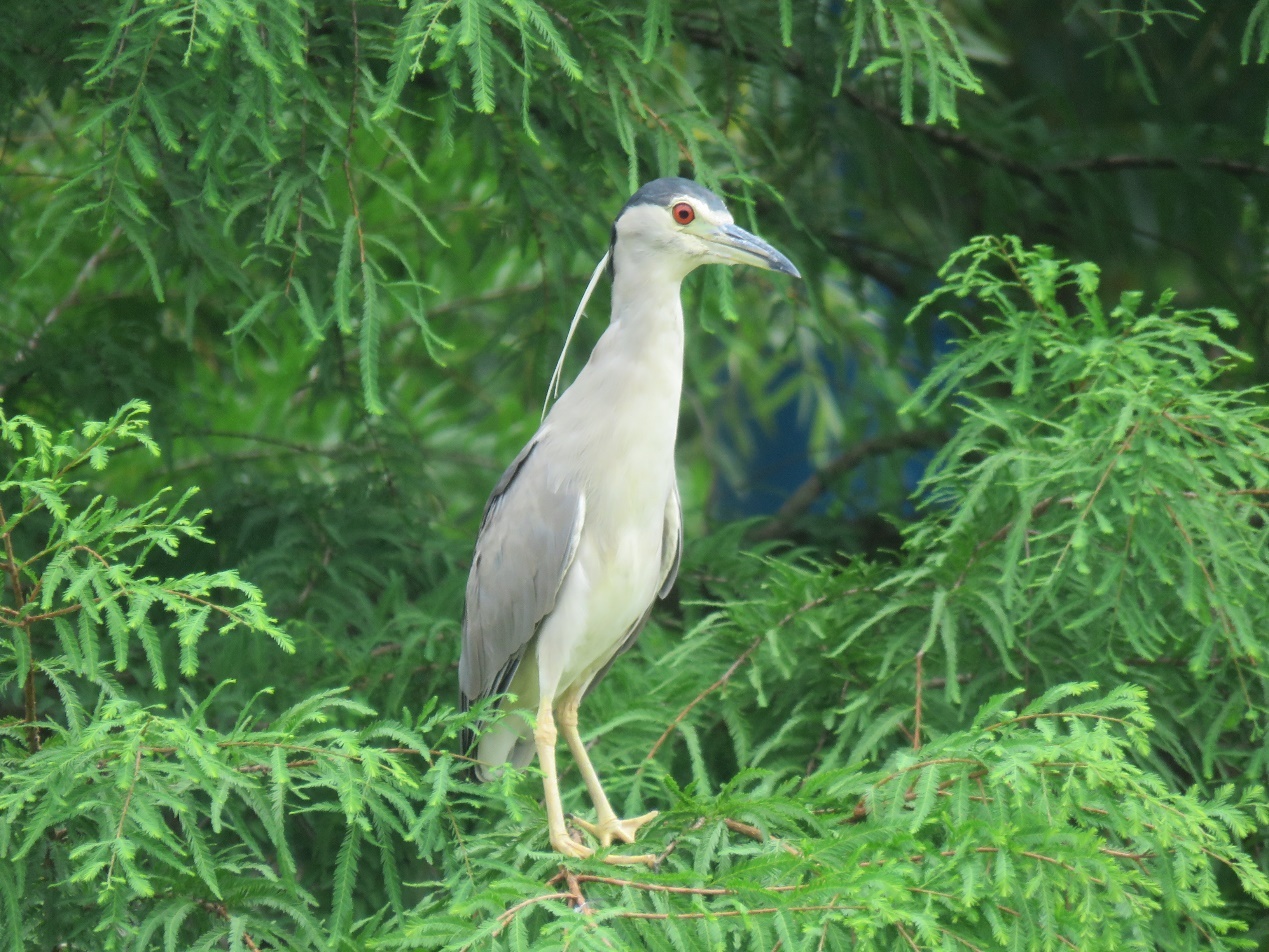 上海闵行在光华湖畔探寻这群精灵的生态乐园