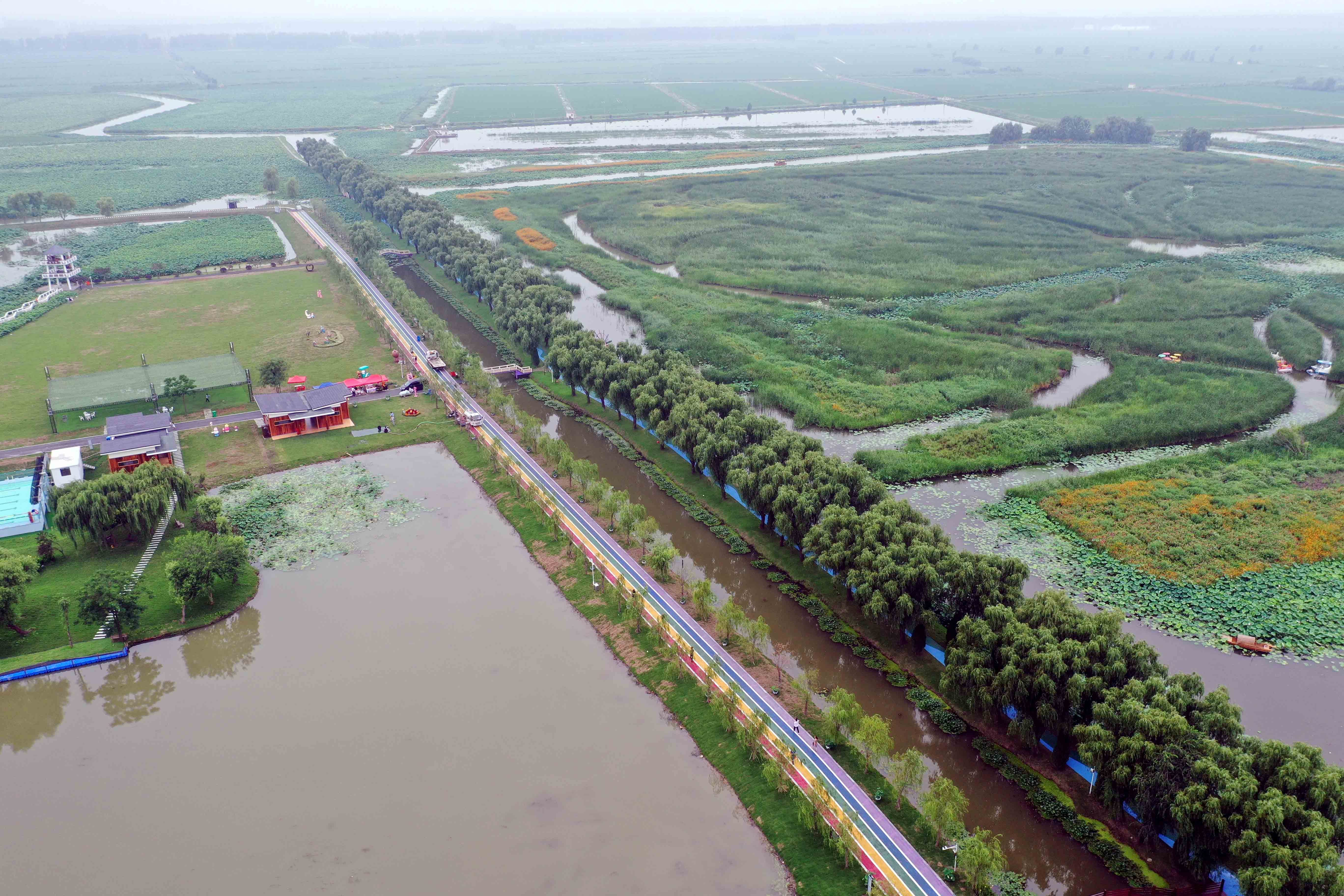 游船在荷园花海中穿行游客在射阳湖镇荷园内游览赏荷近年来,射阳湖镇