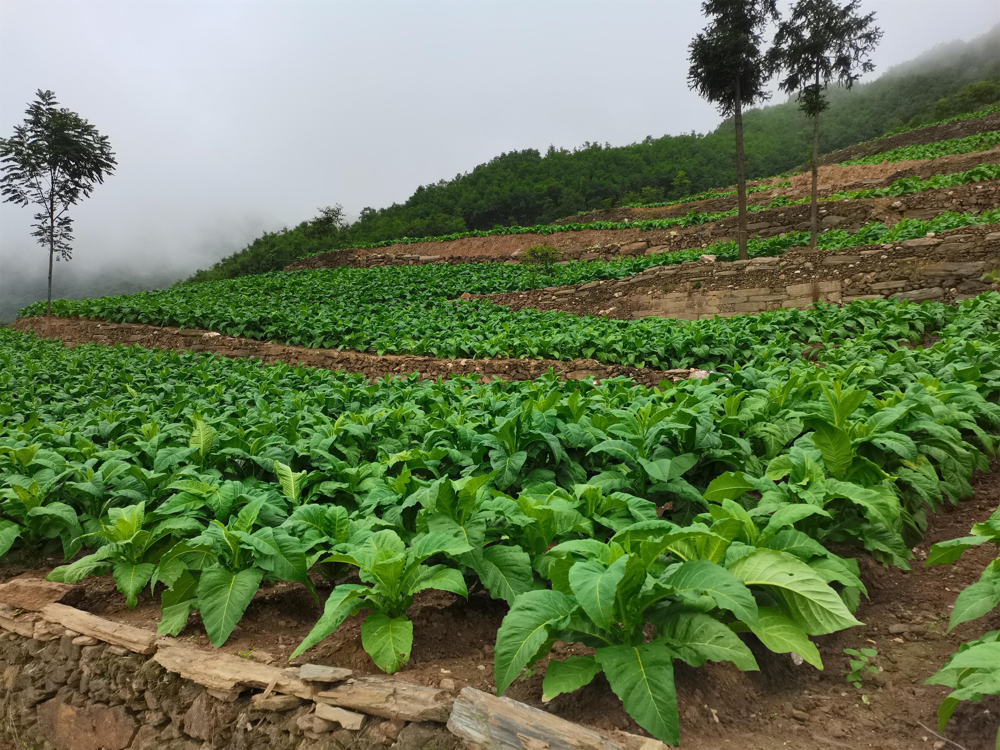 王院村千亩烟草示范园。