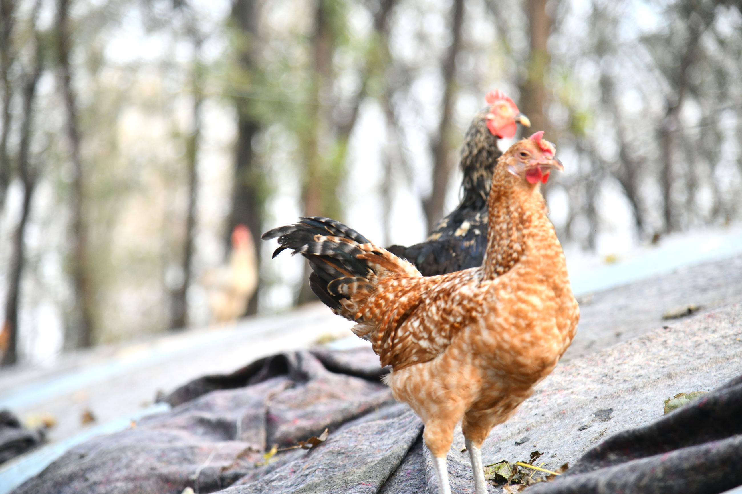 乡土周口 | 养鸡东篱下