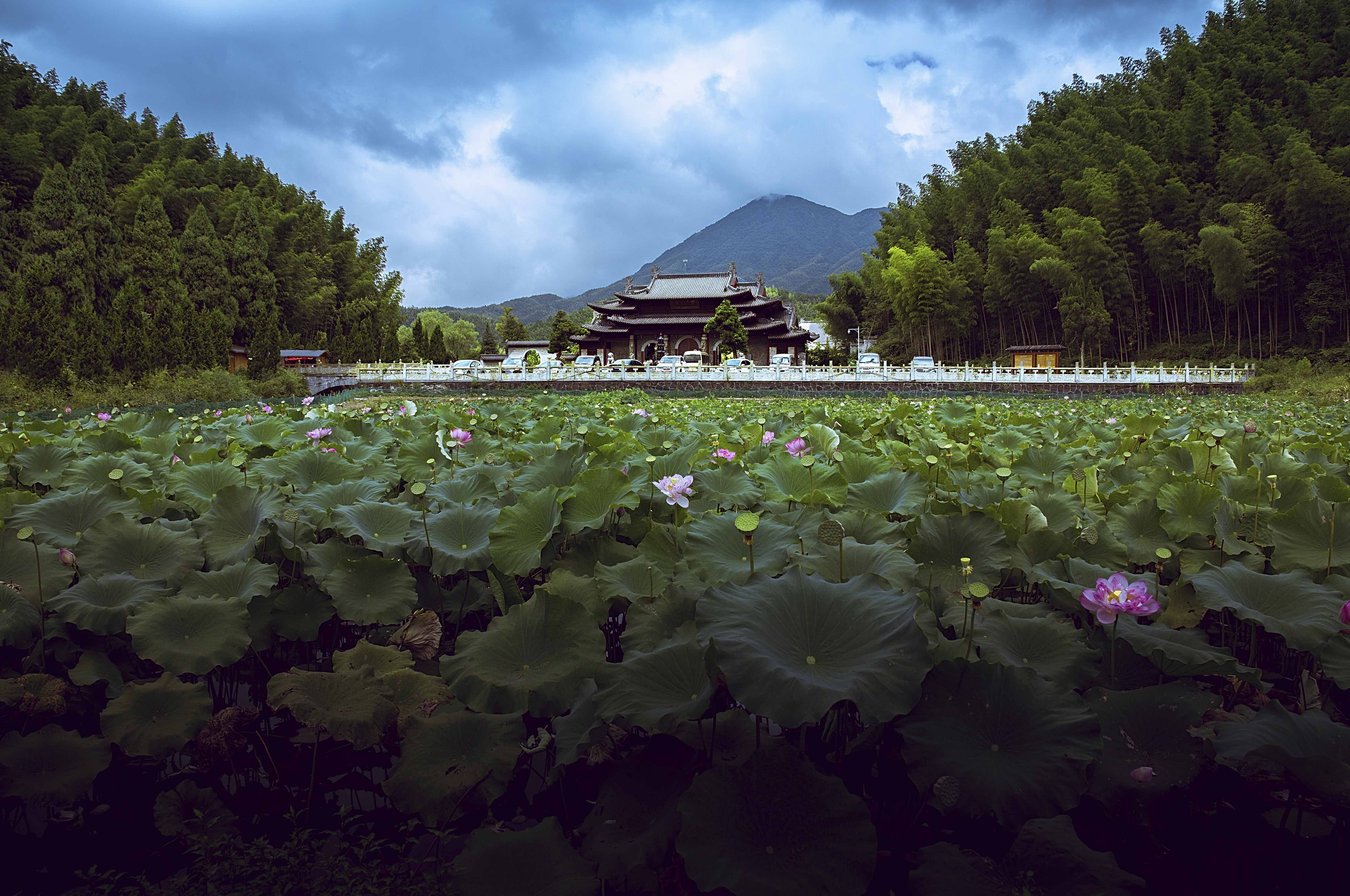 奉新县百丈山景区，满塘的荷花荷叶，远远望去就像碧波上荡着点点五颜六