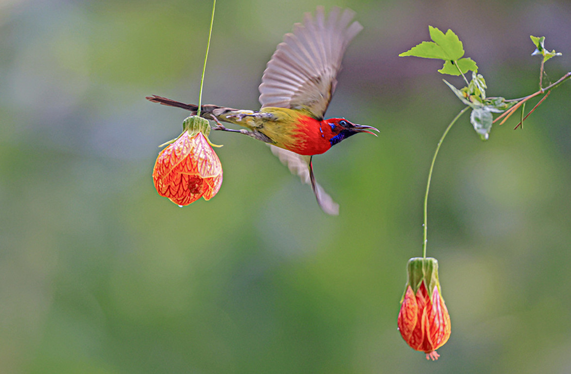 图为蓝喉太阳鸟和灯笼花。摄影：陈光国