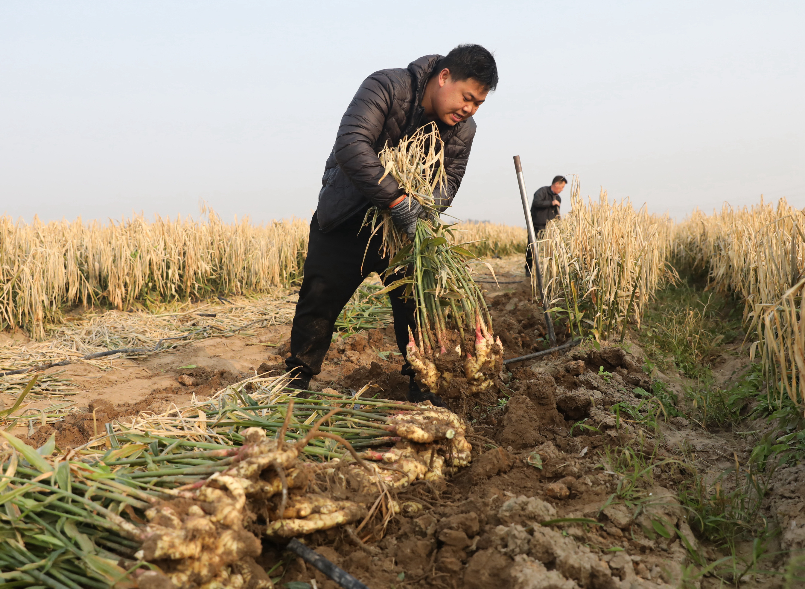 河北沧州河间市：特色种植助农增收