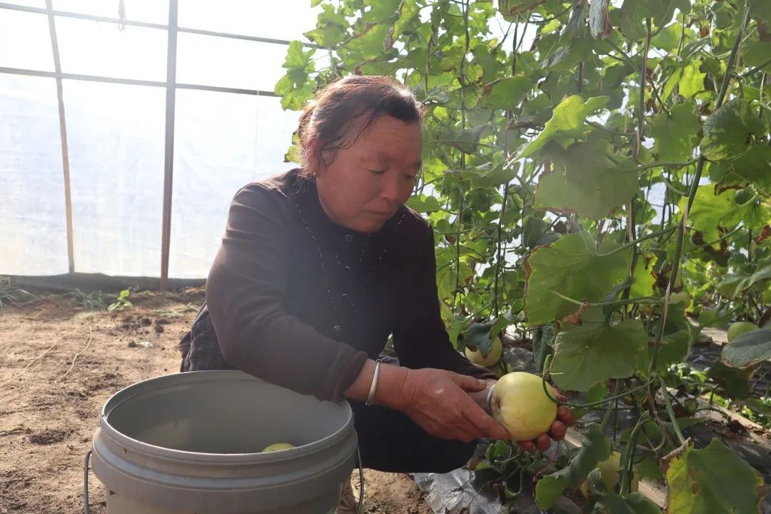 田改青正忙着采摘已经成熟的小瓜