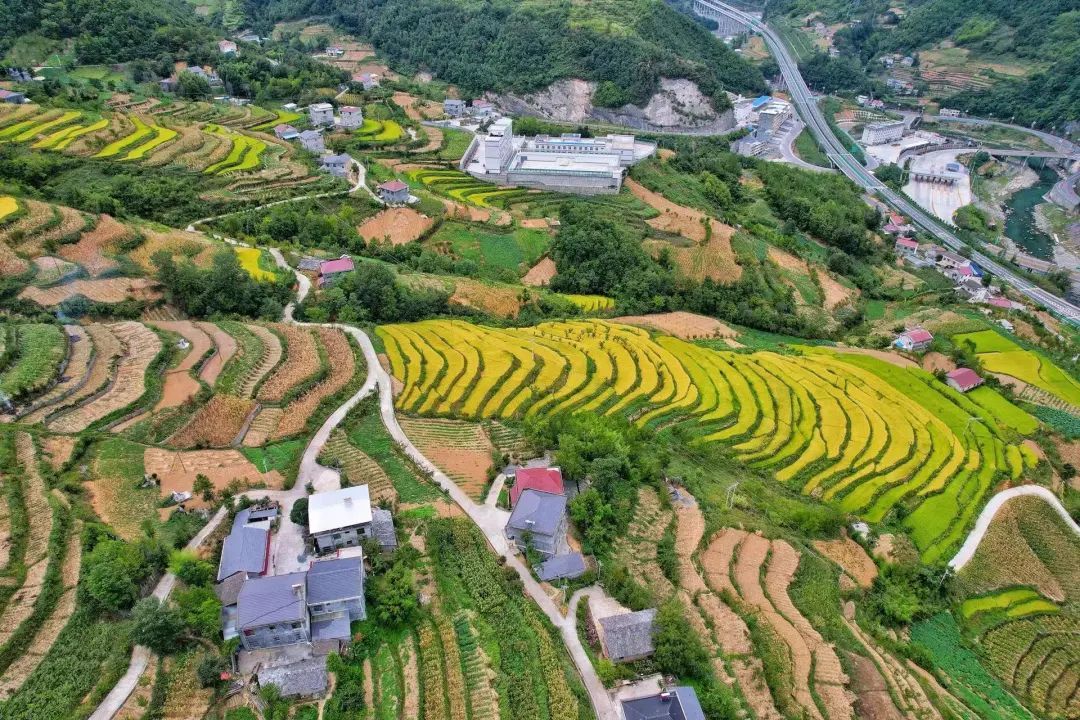 城关镇文彩村水稻种植区