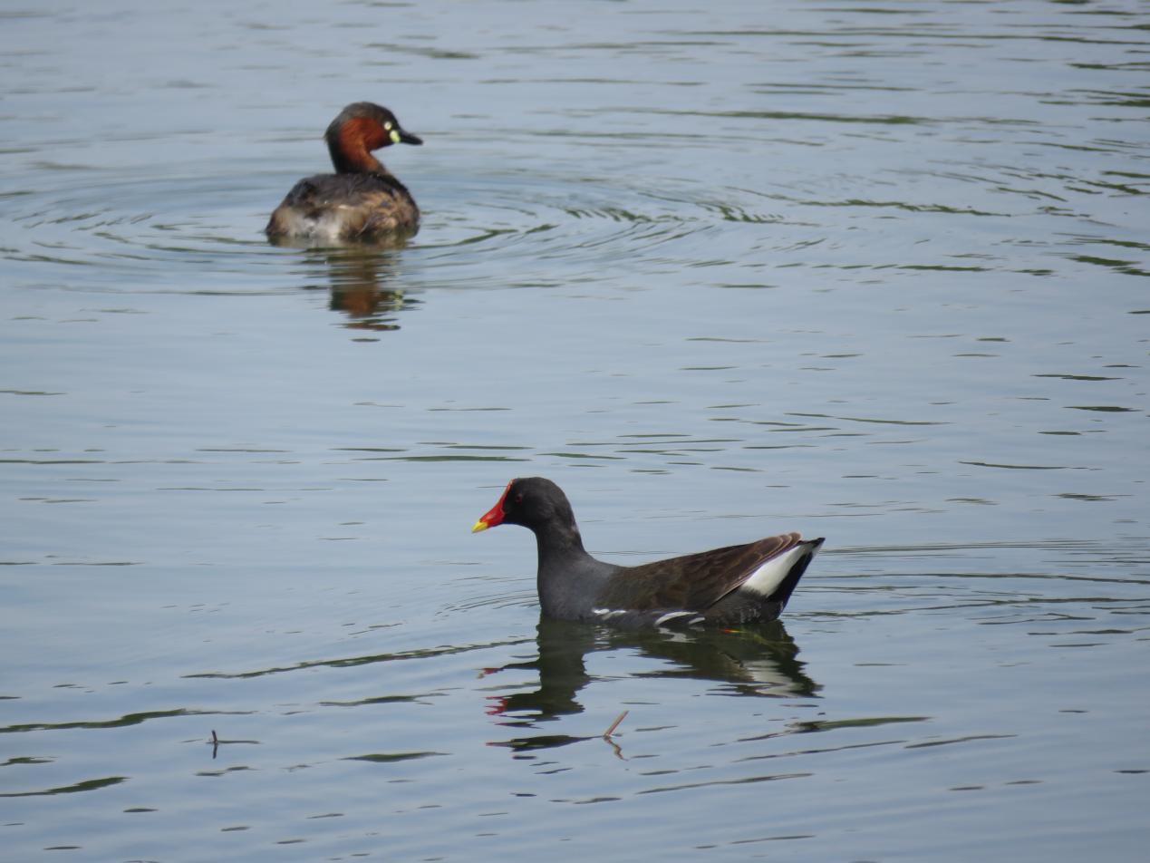 上海闵行在光华湖畔探寻这群精灵的生态乐园