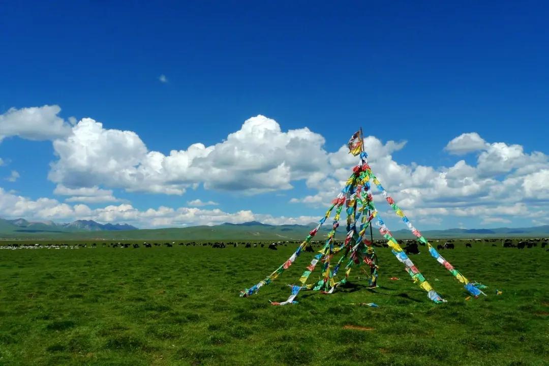 这个夏天，我想和你去若尔盖，静静站在蓝天白云下，听风声从耳旁吹过。