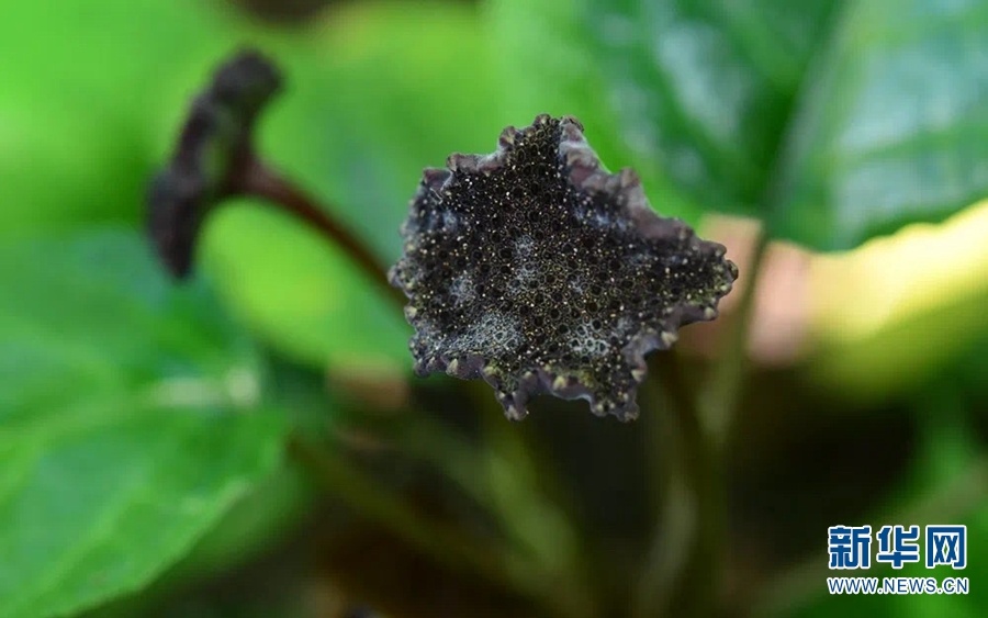 琉桑，也叫黑磨盘。新华网发（中国科学院西双版纳热带植物园 莫海波 摄）