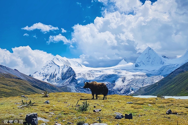 【那曲高寒草原】那曲位于西藏自治区北部，那曲高寒草原在唐古拉山脉、念青唐古拉山脉和冈底斯山脉怀抱之中，大小湖泊星罗棋布，地热温泉常年云蒸雾罩。图/视觉中国