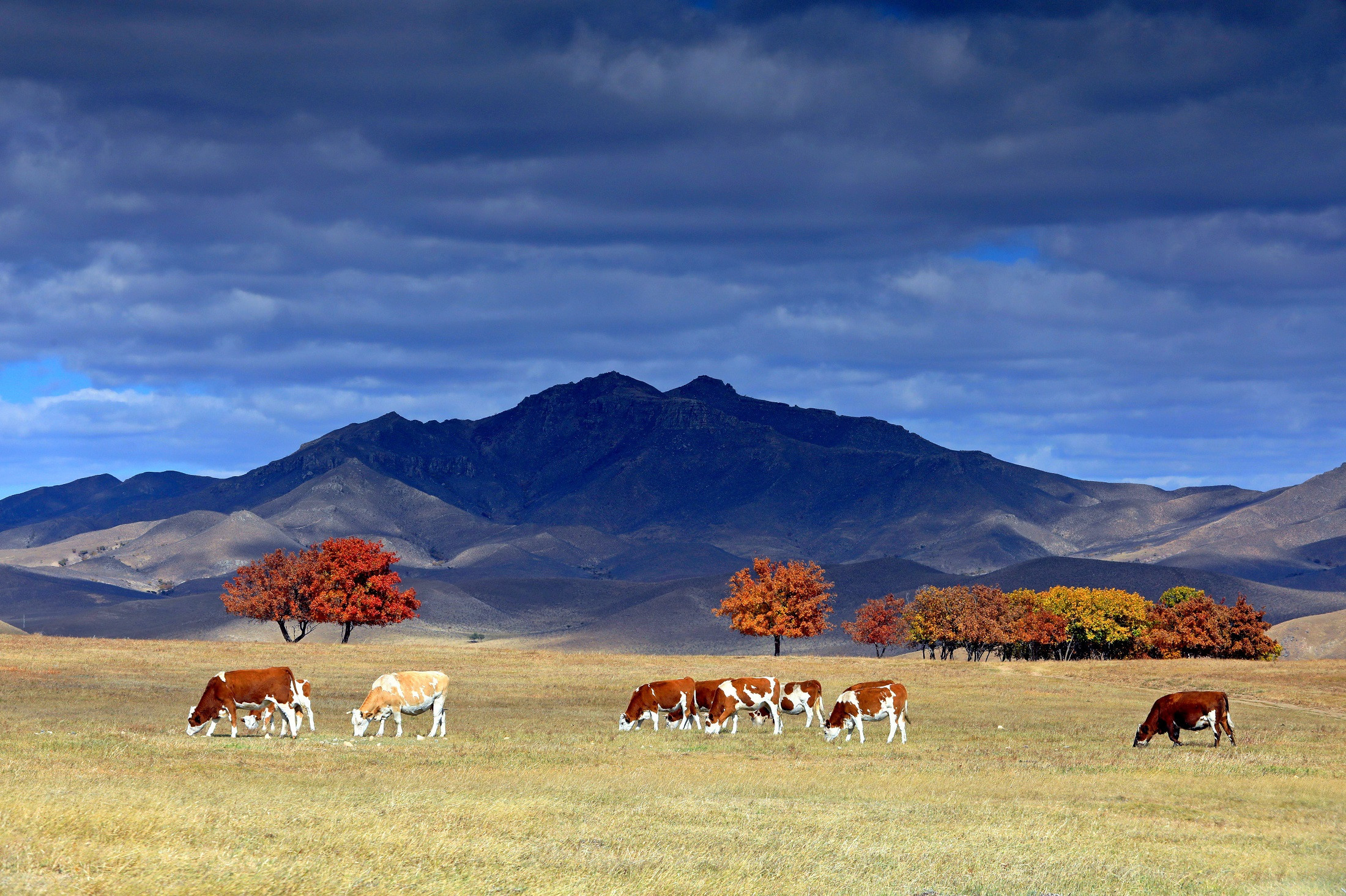 深秋时节,通辽市扎鲁特旗漫山遍野的五角枫绽放出一年中最美的芳华