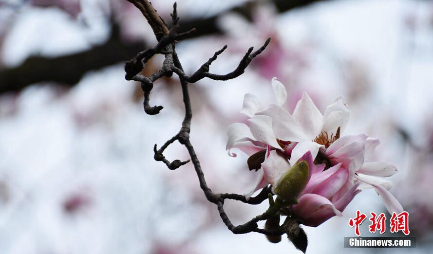 近日，陕西勉县武侯祠内，迄今世界上发现的唯一一株，被誉为“植物熊猫”的古旱莲提前绽放，引来游人争相观看这世间罕见的古树。