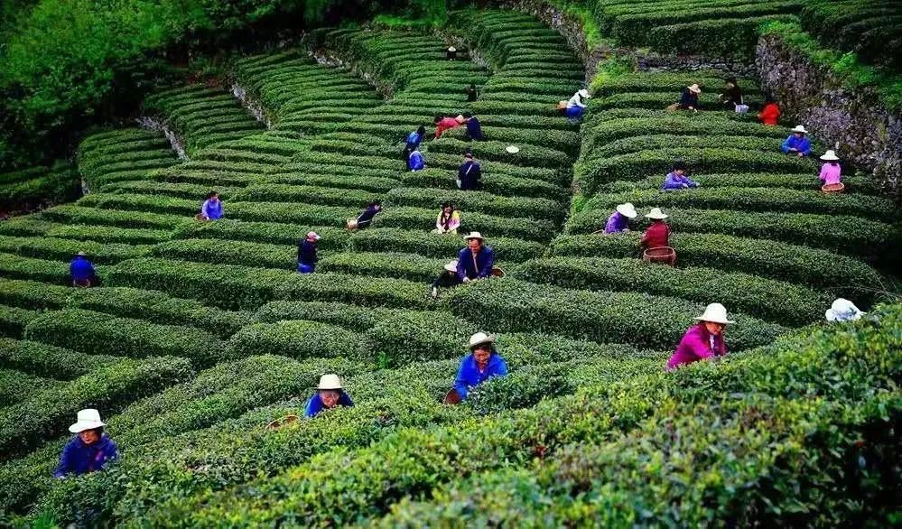 采摘茶叶