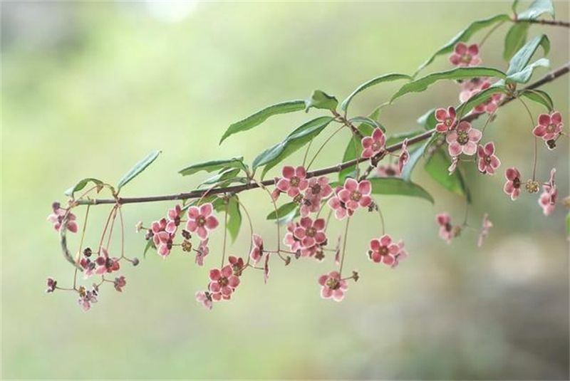 丽江老君山黎明景区 供图