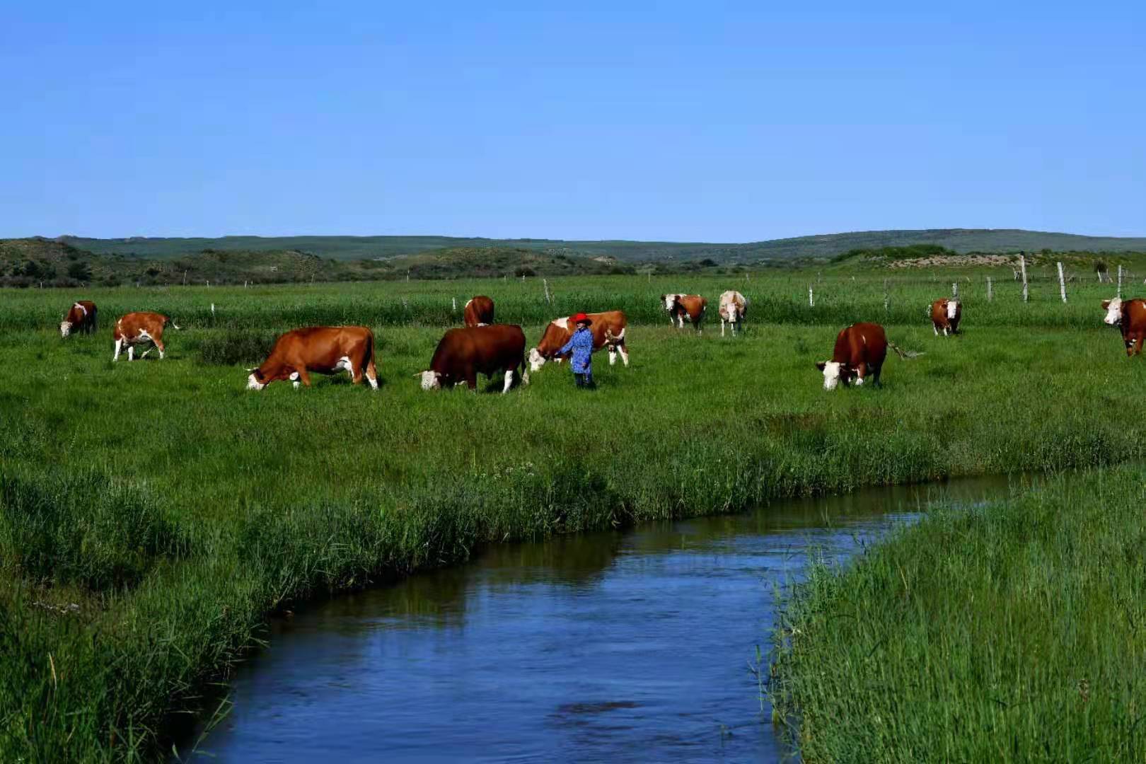 如今的浑善达克草原，水草丰美，牛群健壮，成了牧民增收致富的“聚宝盆”。（摄影：廷·巴特尔）