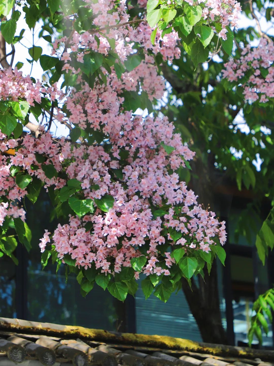 满树的花,纷纷扬扬,这才是一棵开花的树该有的模样.