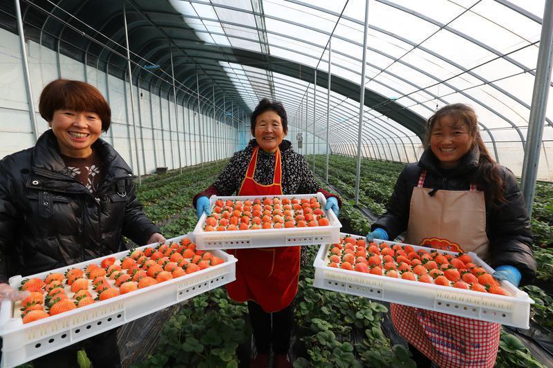 务工群众在西安市高陵区东张市村采摘成熟的草莓
