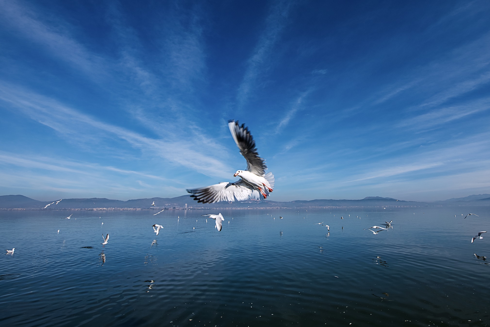 通海杞麓湖图片