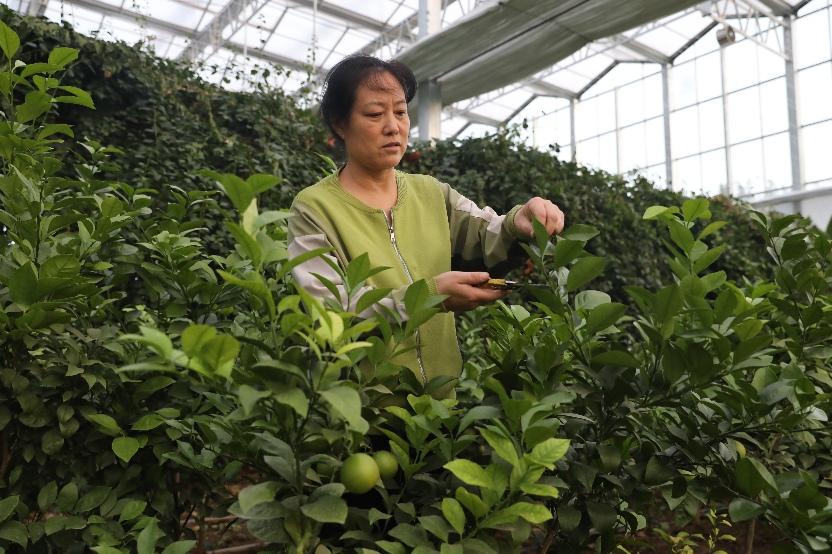 河北沧州河间市：特色种植助农增收